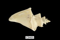 藏品(旋梯螺)的圖片